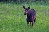 Moose At Dusk_01551